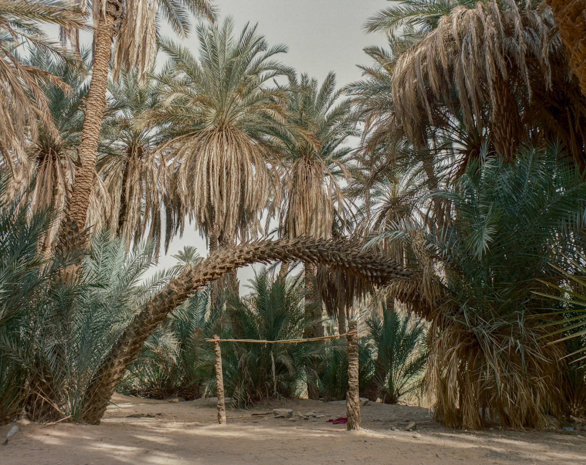 "WAH'A واحة_"